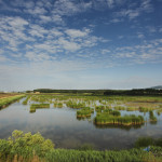 oasi