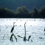 oasi 2004