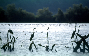 oasi 2004