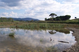 oasi 2005