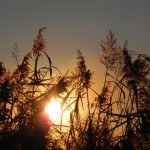 oasi 2011