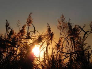 oasi 2011