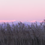 oasi 2012