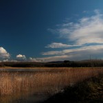 oasi 2015