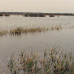 oasi aprile 1988