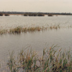 oasi aprile 1988
