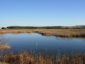 oasi 2008