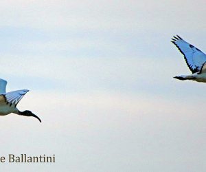 Volo di ibis sacri