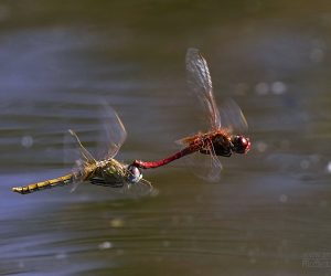 Microcosmo in volo…