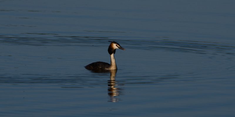 DSC_0595