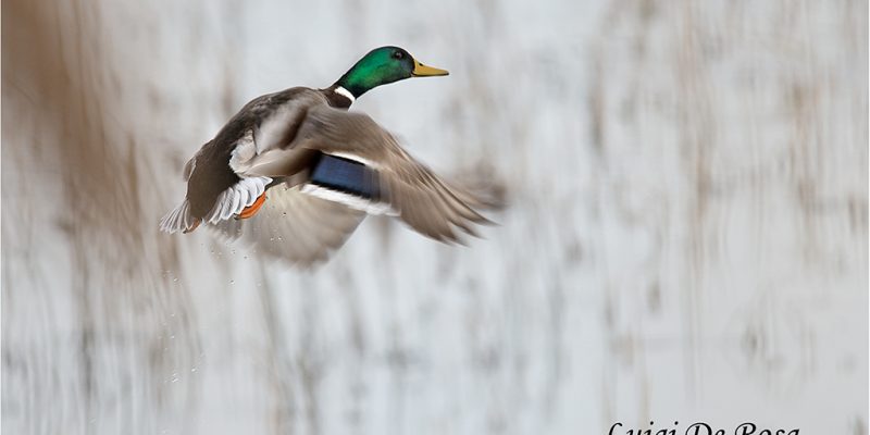 2°