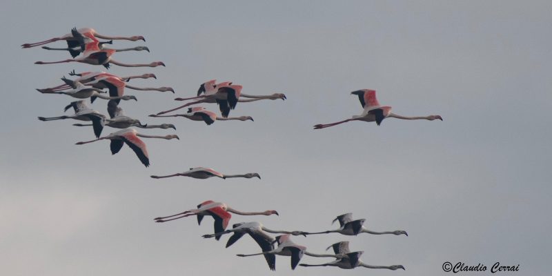 fenicotteri in volo_Claudio Cerrai_20_1_2021
